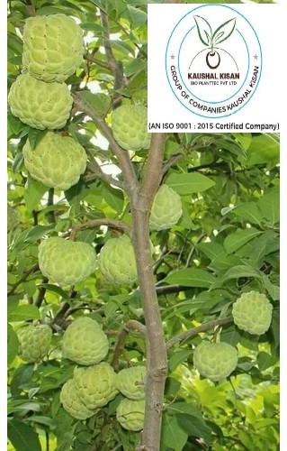Sitafal (Custard Apple) Plant