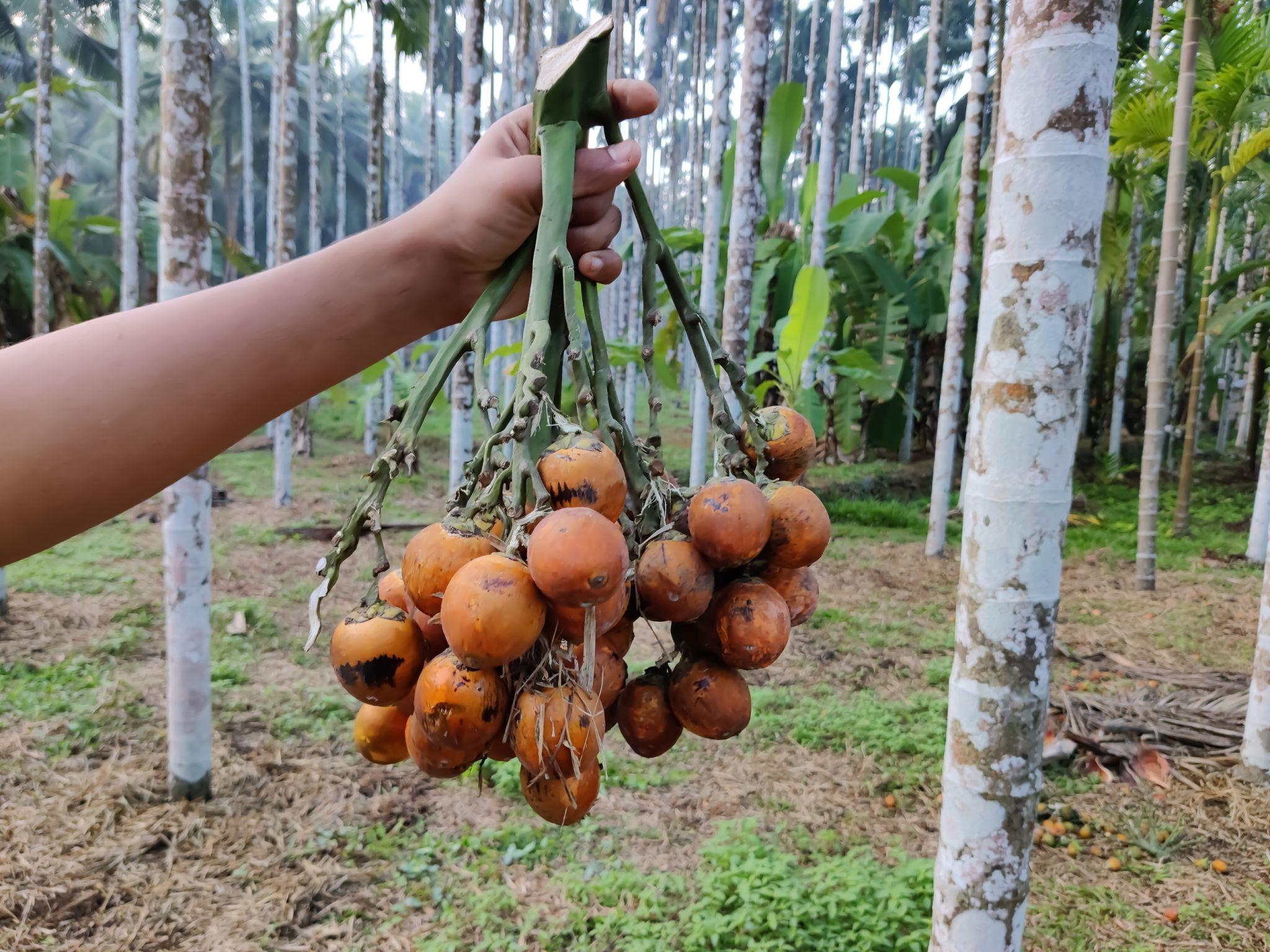 Supari (Arecanut) Plant
