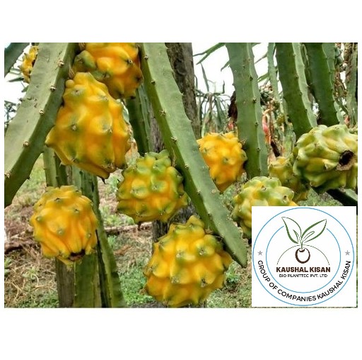 Yellow Dragon Fruit Plant