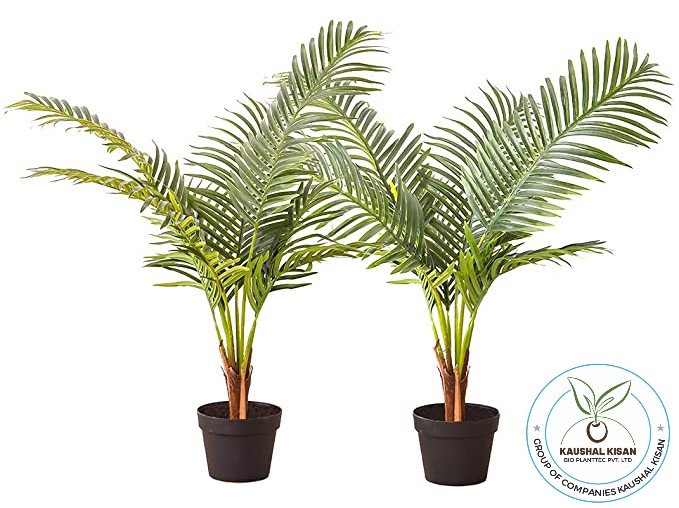 Areca Palm Plant