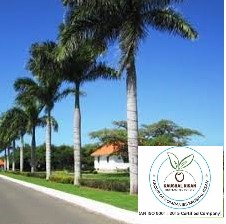 Bottle Palm Plant