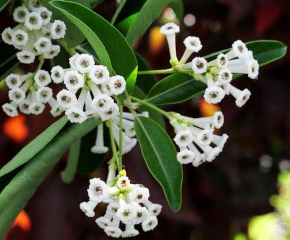 Din Ka Raja Plant