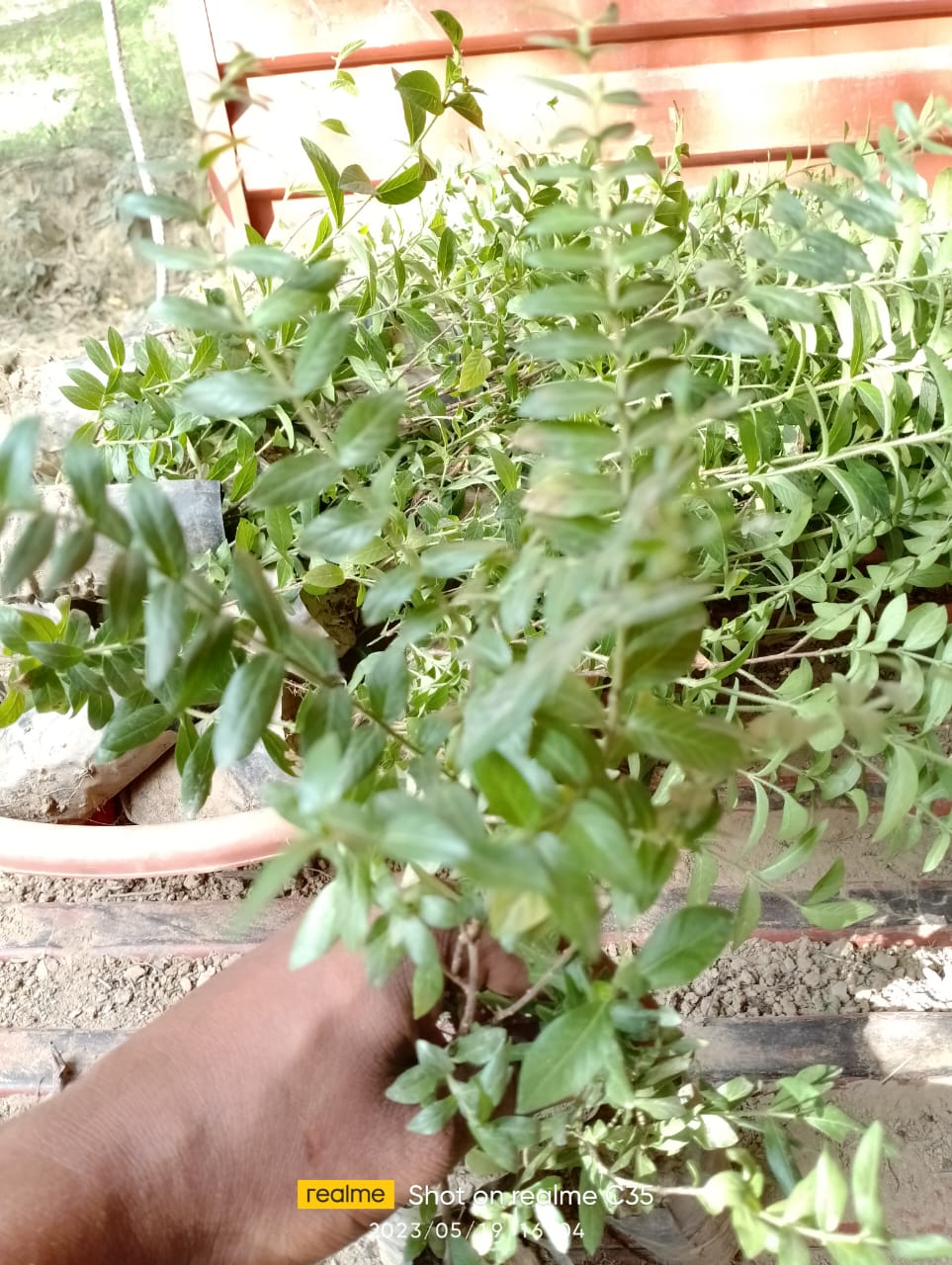 Kopiya Plant