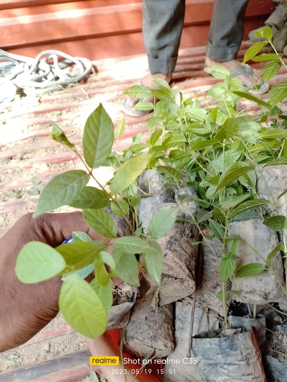 Malti Bel Plant
