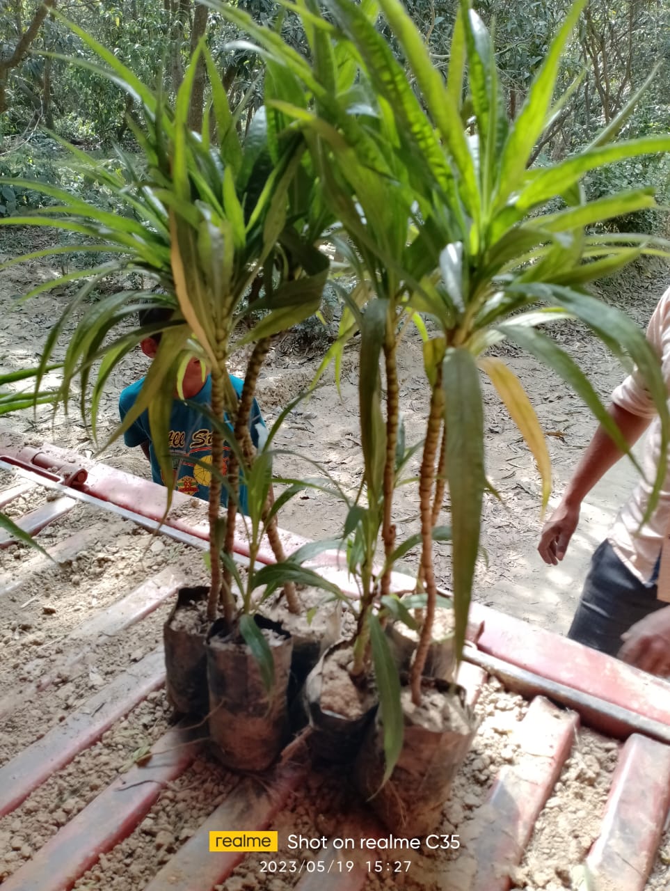 Nargis Plant
