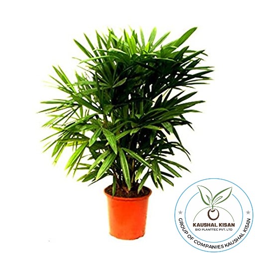 Rhapis Palm Plant