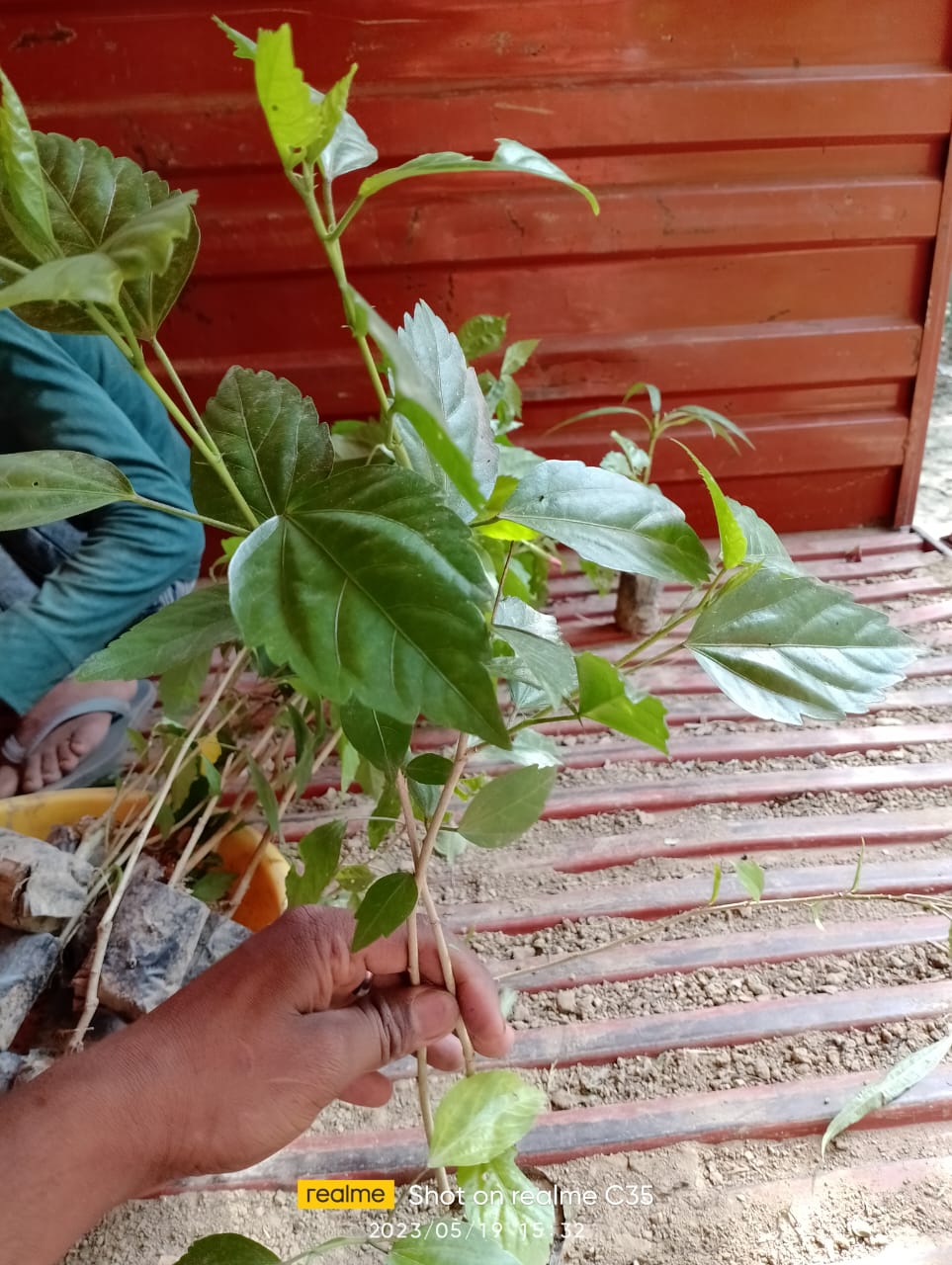 Gudhal/Hibiscus Plant