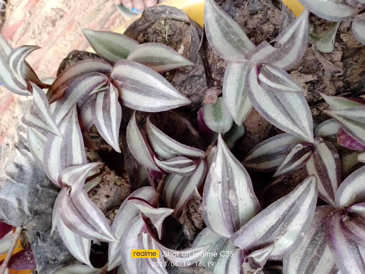 Tiranga Plant