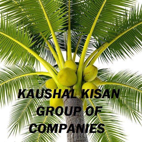 Coconut Plant