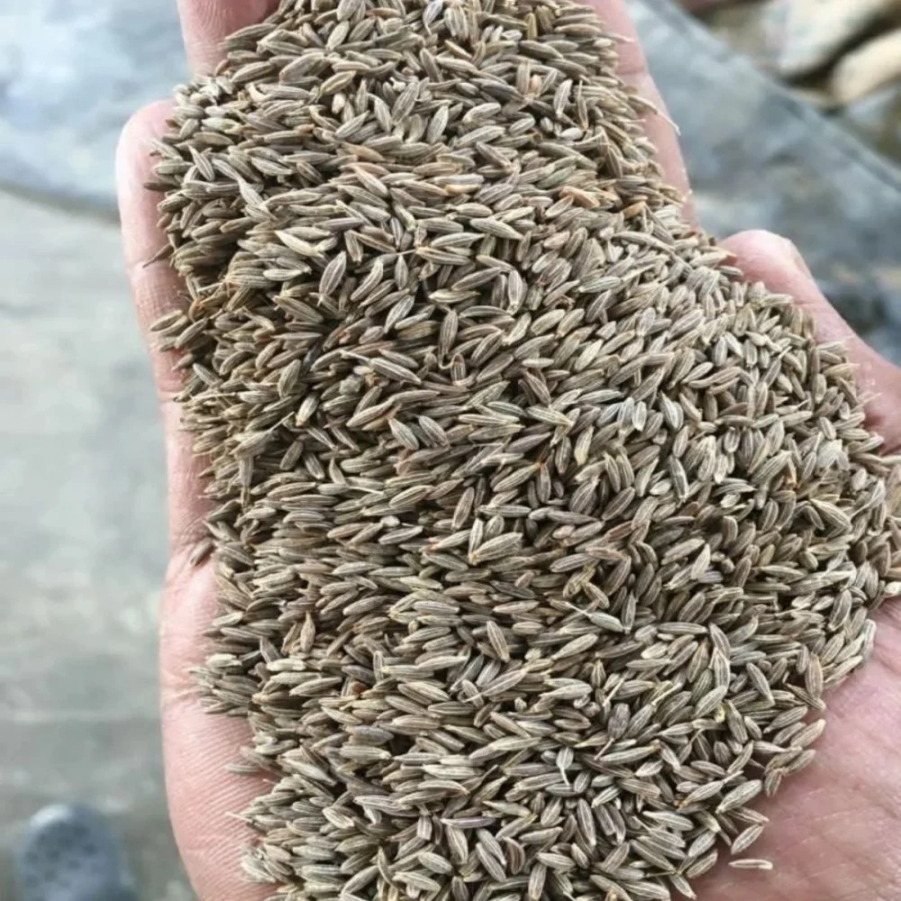 CUMIN SEEDS