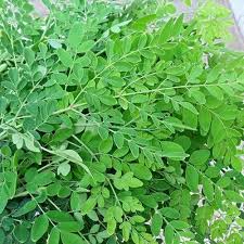 Moringa Fresh Leaves-Boost Immunity, Reduce Blood sugar Level, Improve Digestion, Supports Weight Loss