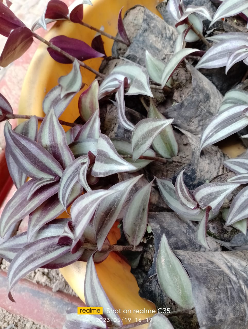 Tiranga Plant (Tricolor Ornamental Plant)