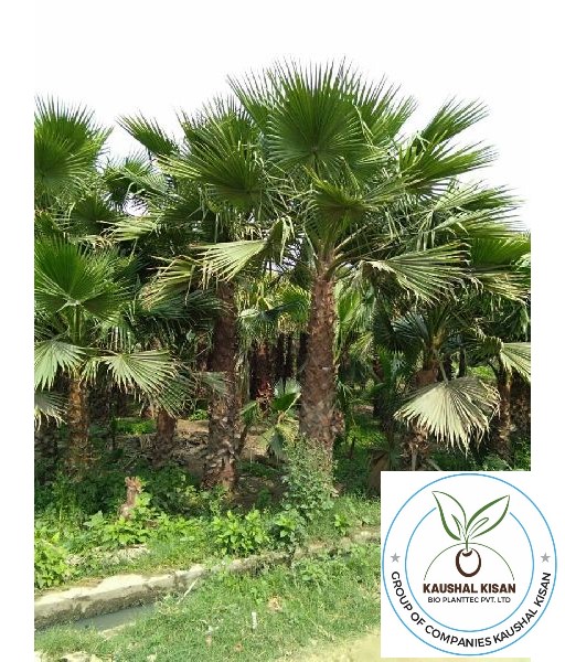 Washingtonia Palm Plant 