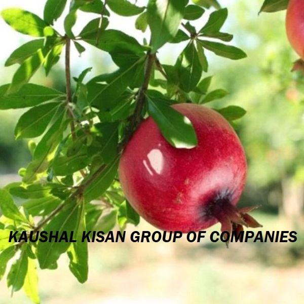 Anar Tissue Culture Plant (Pomegranate Plant)