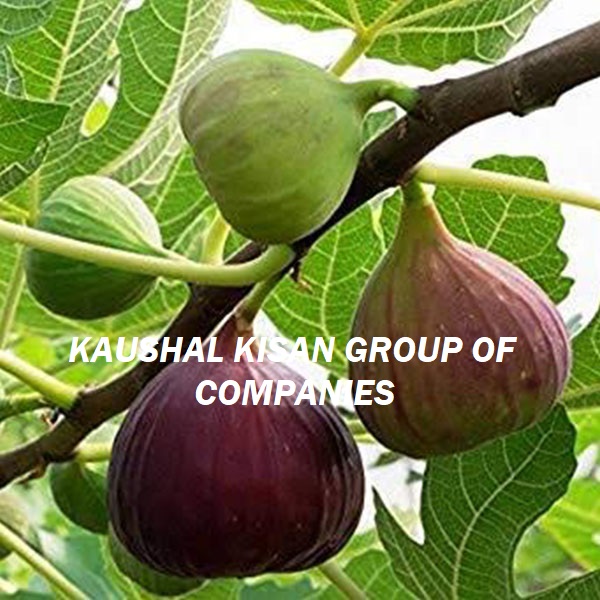 Anjeer Plant (Fig Plant)