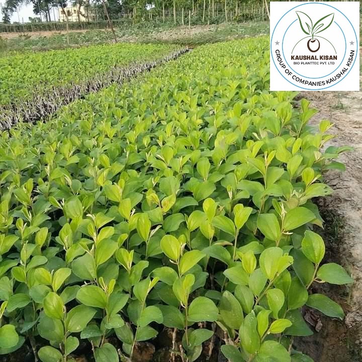 Thai Green Apple Ber Plant