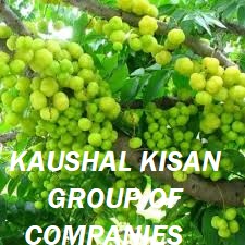 Amla Plant (Indian Gooseberry)