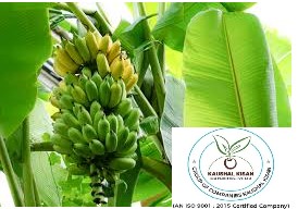 Banana Tissue Culture Plant