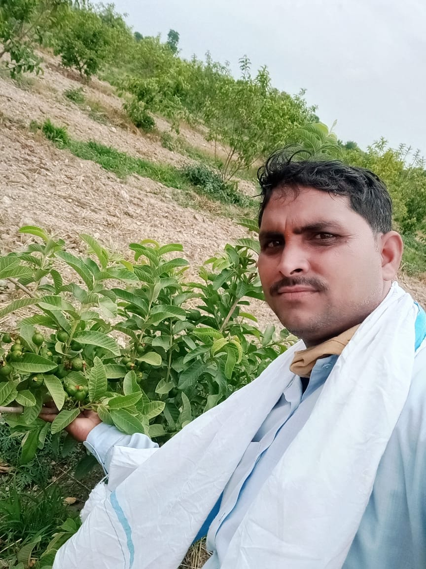 Barafkhana (Barafan) Guava Plant