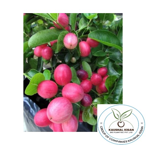 Karonda Plant (Carissa)