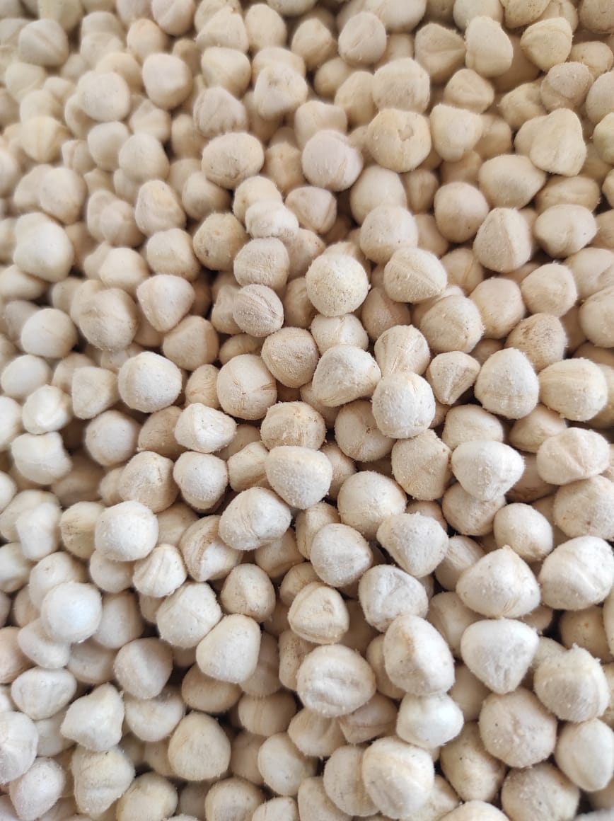 Moringa Seed Kernel -Supports Heart Health, Good source of Proteins & minerals. Regulates Blood sugar & increase Stamina