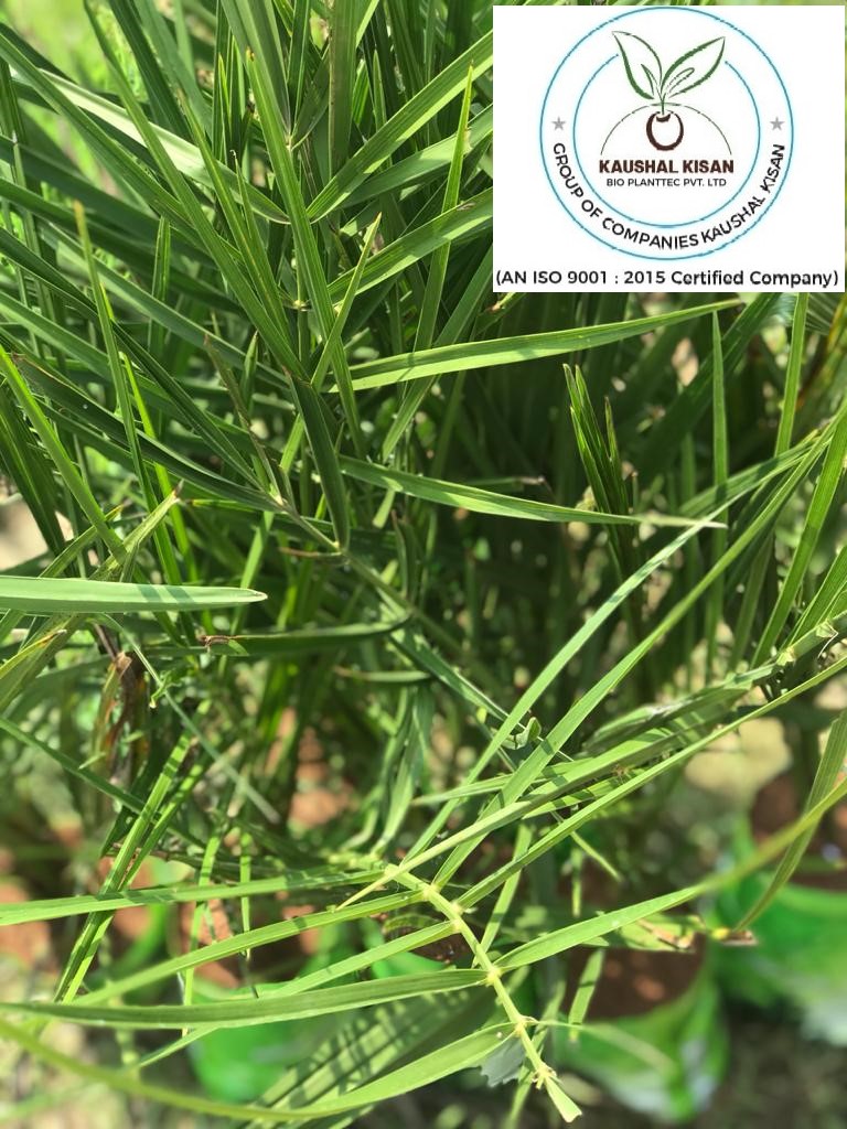 Khajur Tissue Culture Plant (Date Palm)