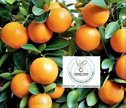 Kinnow Plant (Kinnow Mandarin)