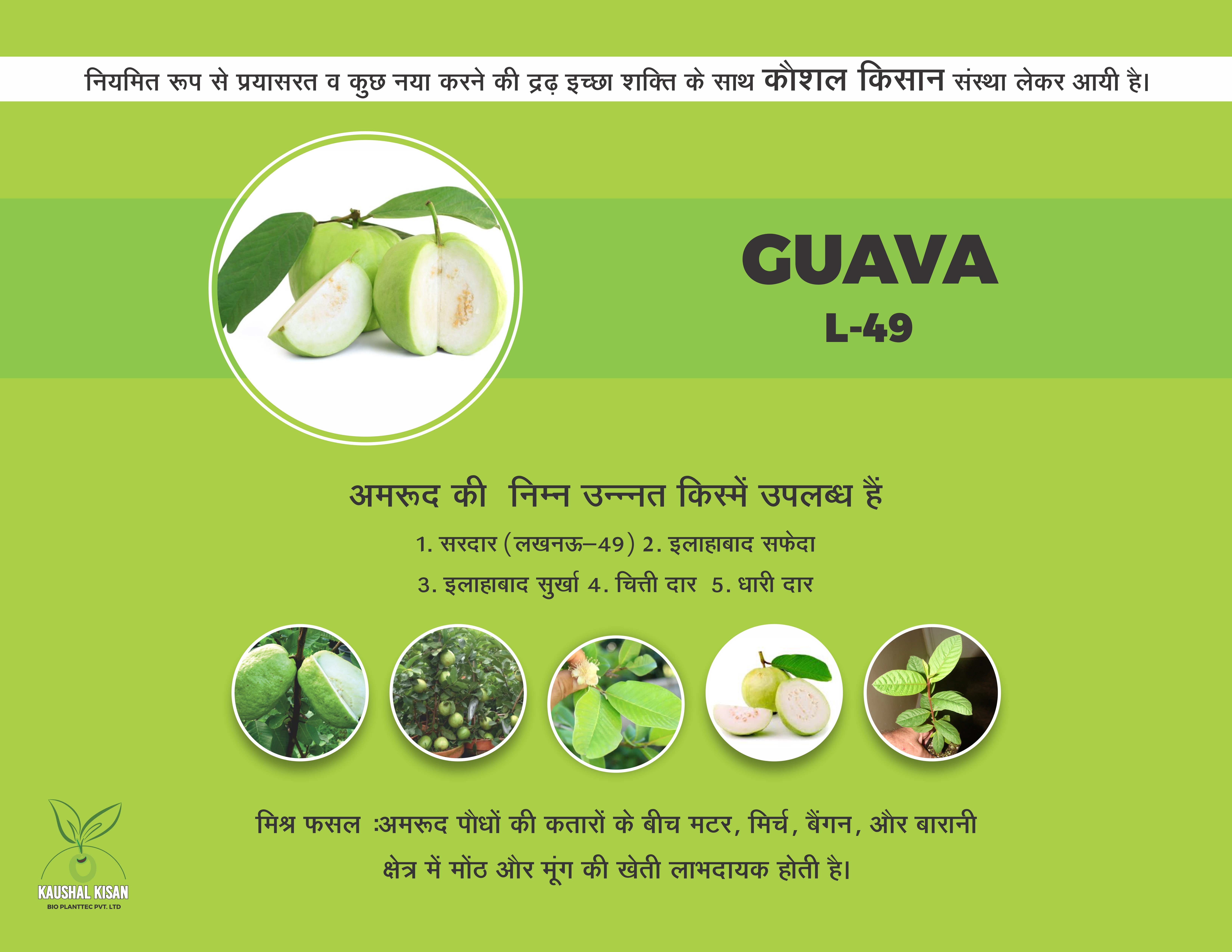 L-49 Guava Plant (Sardar Guava)