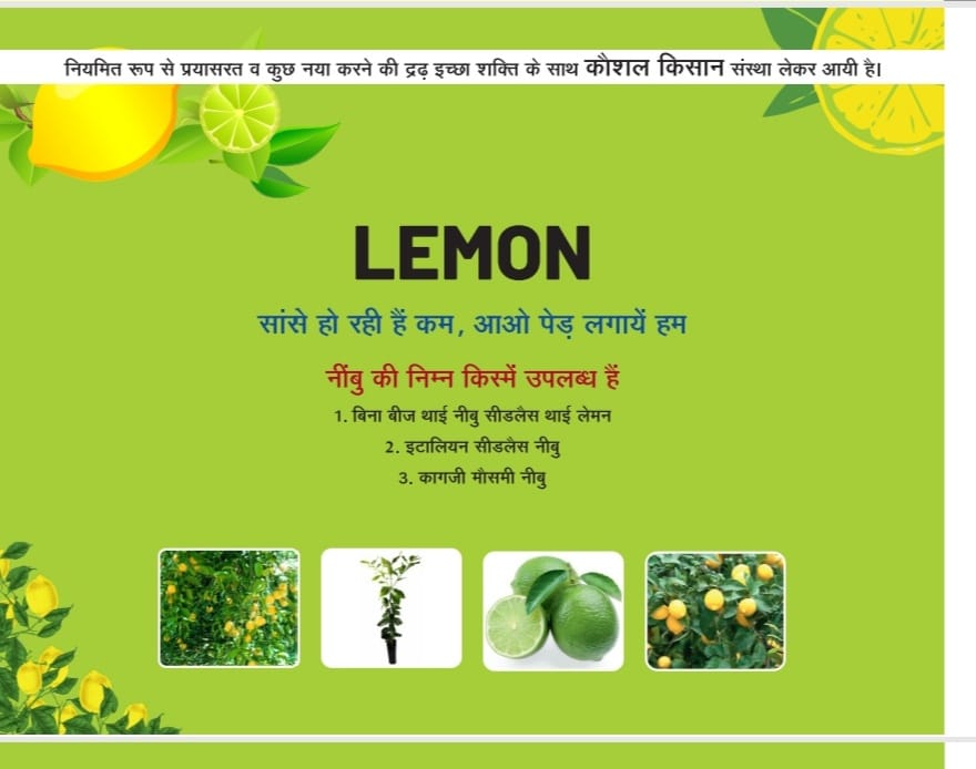 Lemon Tissue Culture Plant