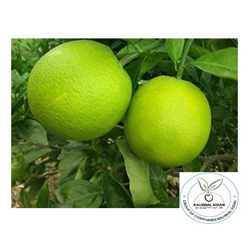 New Seller Mosambi Plant (Sweet Lime)