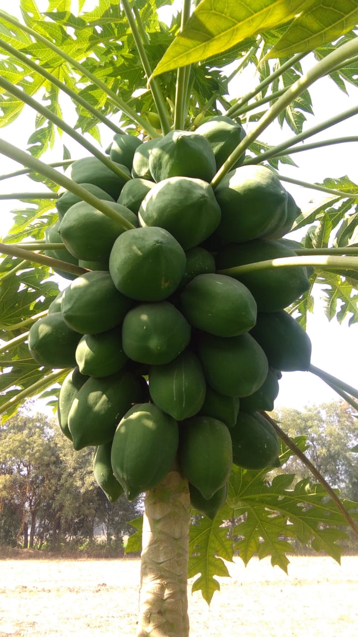 Papaya Plant
