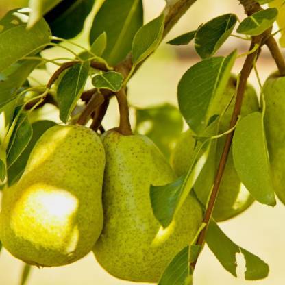 Pear Fruit Plant