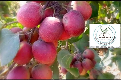 Apple Ber Red Plant (Thai Apple Ber)