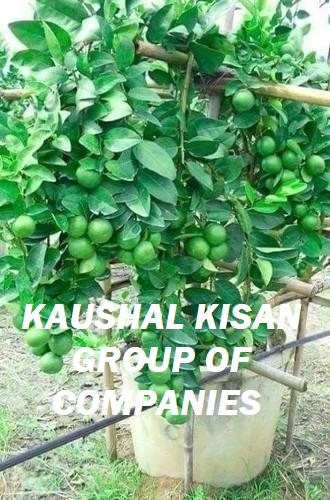 Seedless Lemon Plant