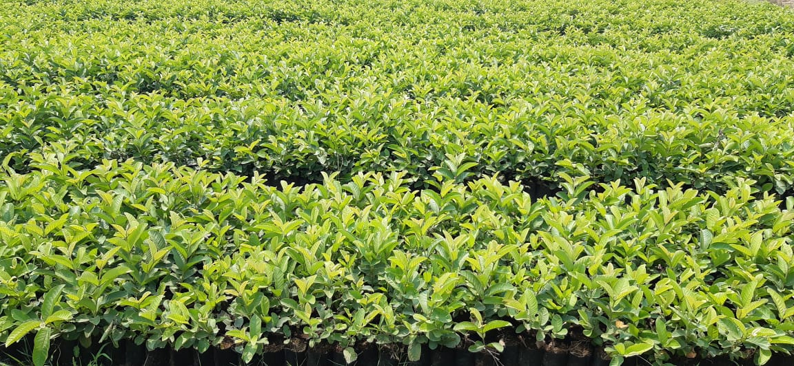 Thai Pink Guava Plant