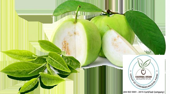 Thai White Guava Plant