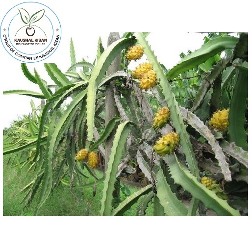 Yellow Dragon Fruit Plant