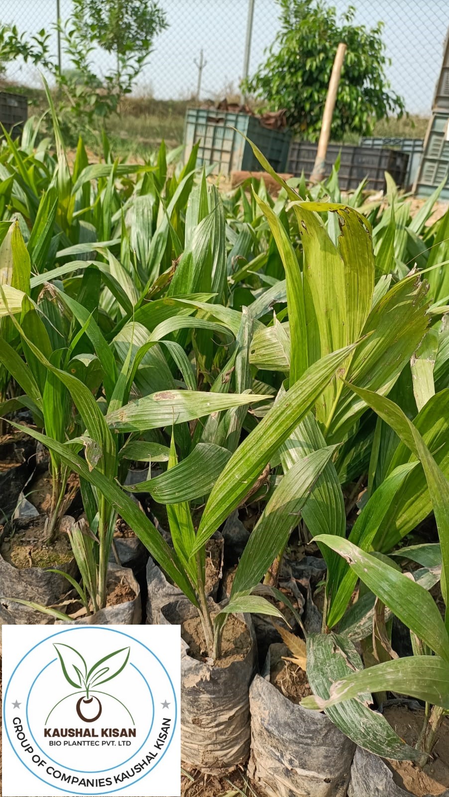 Palm Oil Plant (Oil Palm)