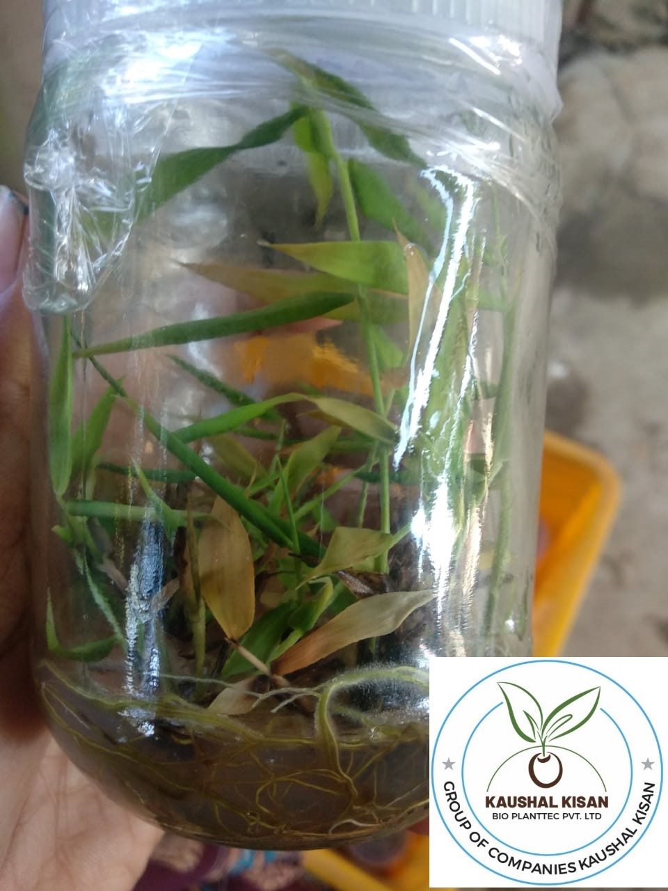 Bamboo Tissue Culture Plant