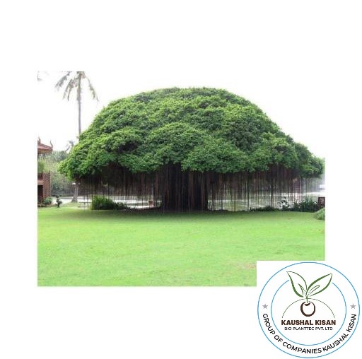Bargad Plant (Banyan Tree)