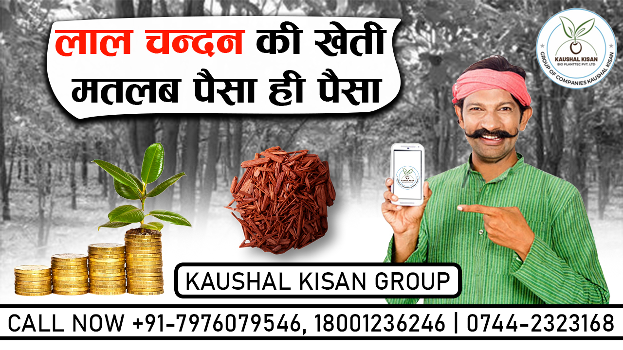 Red Sandalwood Plant (Lal Chandan)