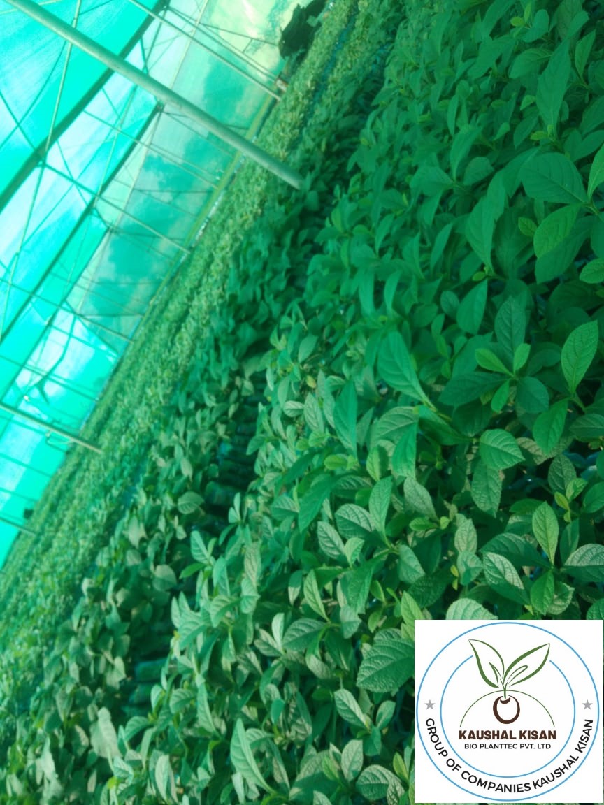 Tissue Culture Teak Plant (Sagwan)