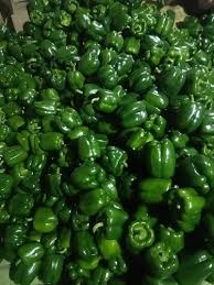 Capsicum 