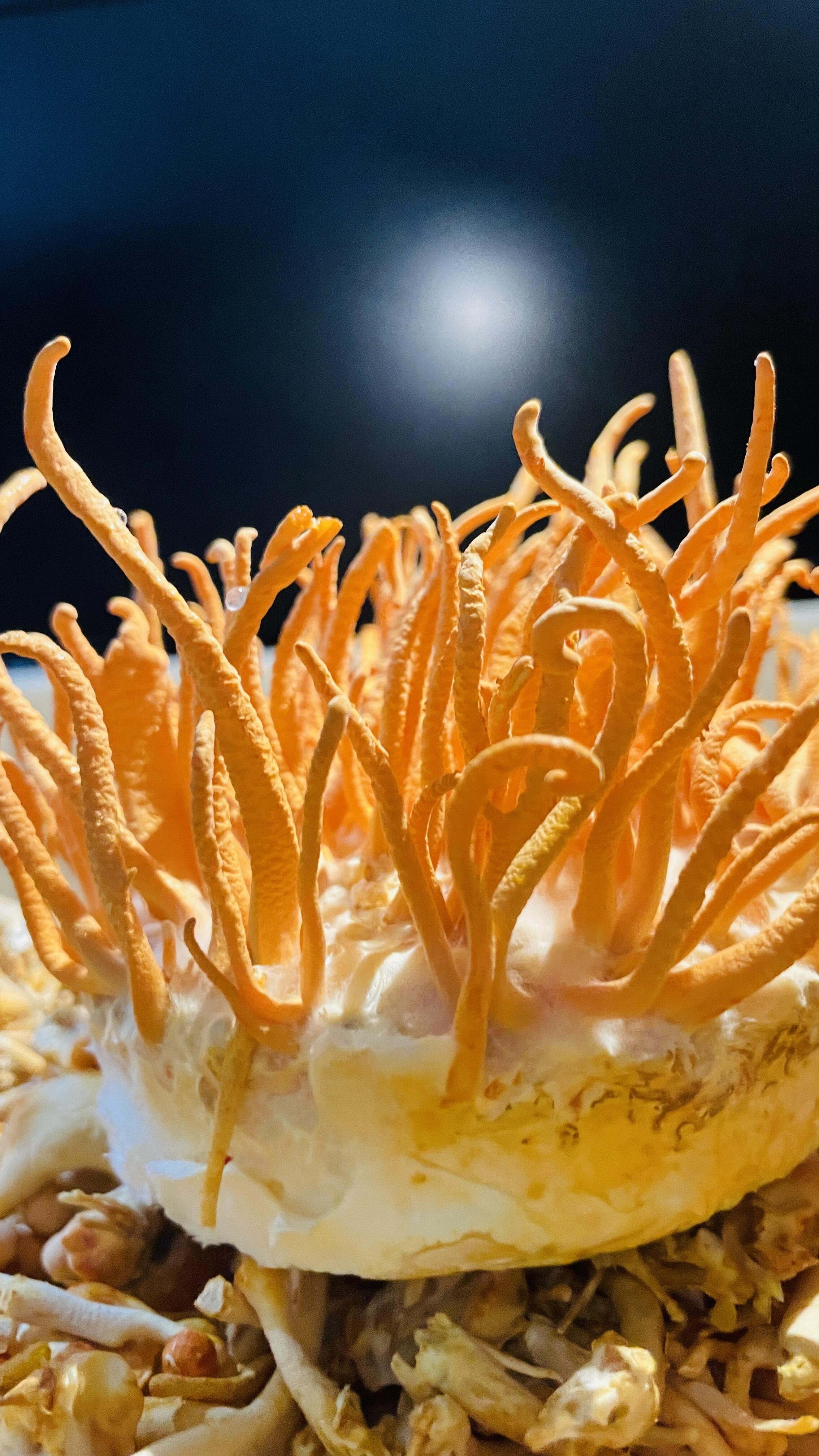 Cordyceps Militaris