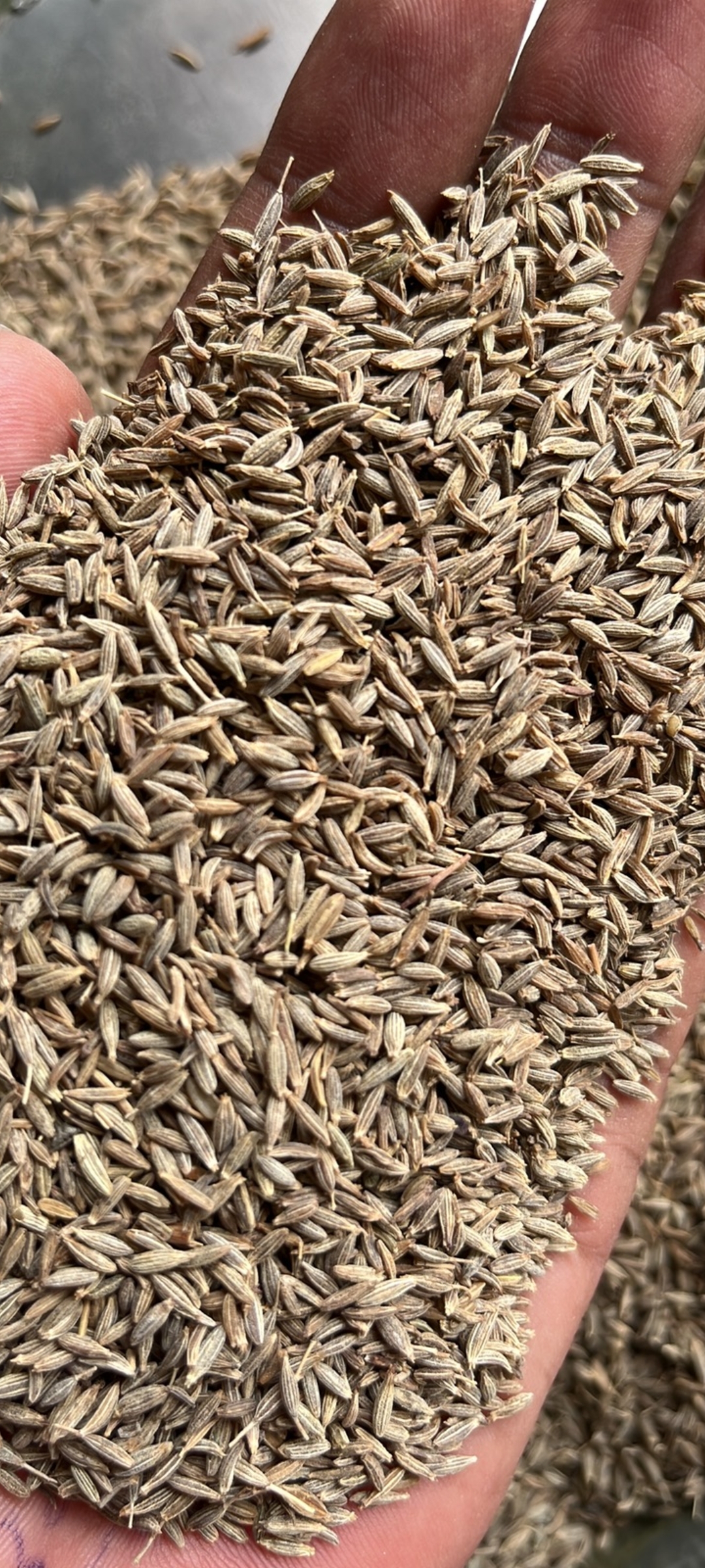 Cumin seed