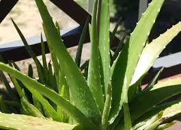 aloe vera powder