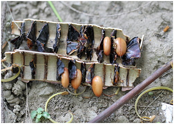 Amlatas Guda (Cassia Fistula)