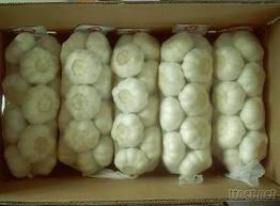 chinese normal white garlic