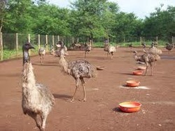 meat and poultry food