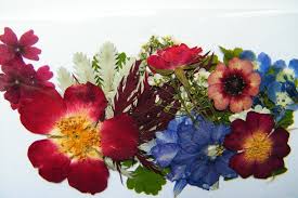 plant flowers and dried flowers
